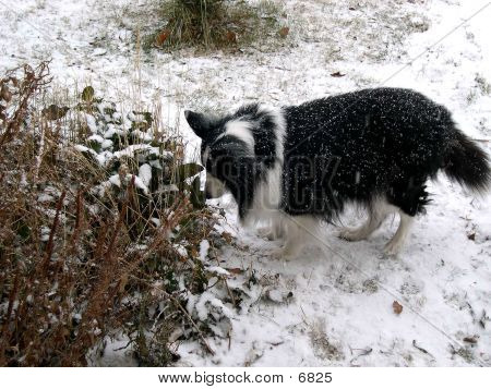 Sniffing The Bush