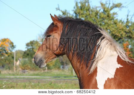 Portrait Of Beautiful Skewbald Horse
