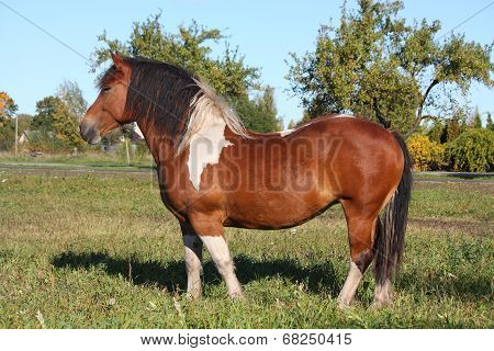 Portrait Of Beautiful Skewbald Horse