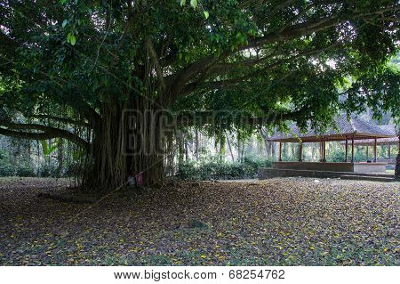 Balinese Holy Tree At Autumn.