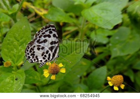 Common Pierrot