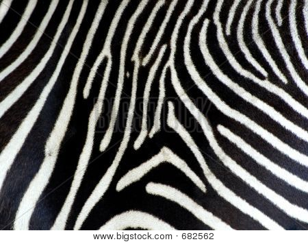 Zebra-Hintergrund