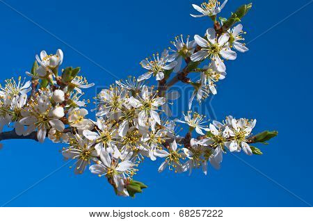 Flowering Branch