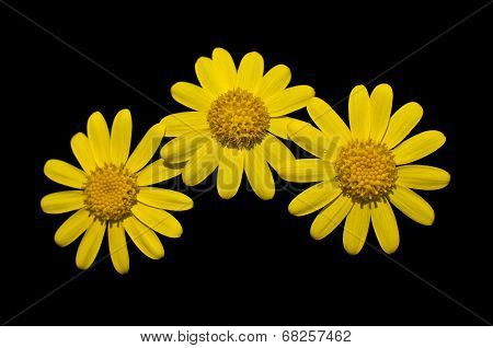 Three Yellow Flowers