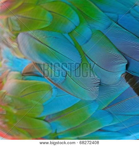 Greenwinged Macaw Feathers