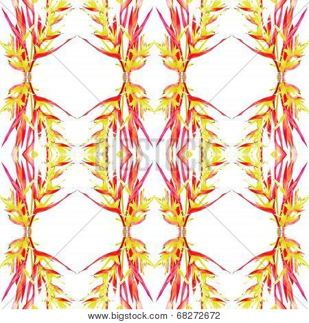 Heliconia Lady Di