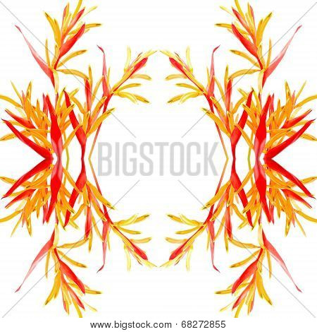 Heliconia Rubra
