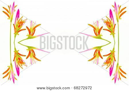 Heliconia Sassy