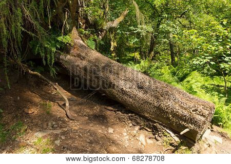 Famous coin tree at Tarn Hows Lake District National Park England uk