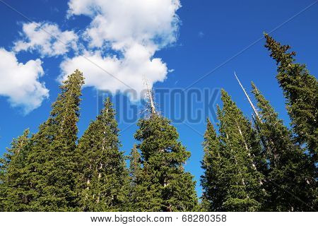 Summer With Pine Trees