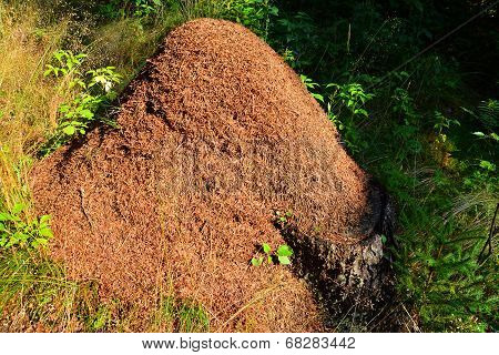 Anthill