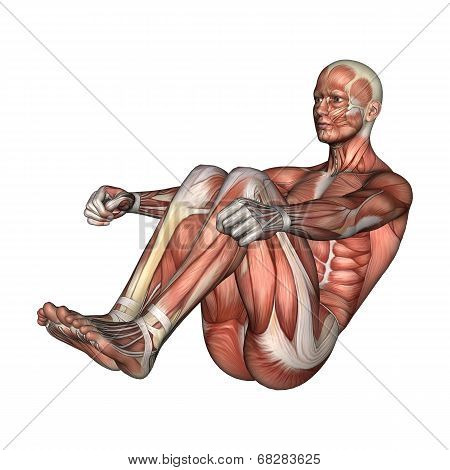 Male Anatomy Figure