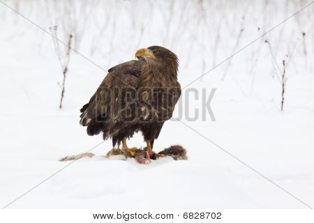 Bielik Haliaeetus Albicilla /