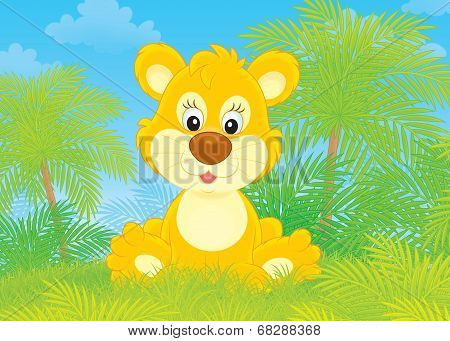 Little lion