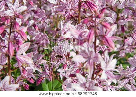 Fraxinella And Bee