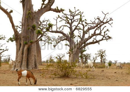 African Baobab Tree With Livestock Eating
