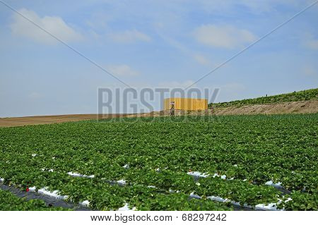 Planted Strawberries