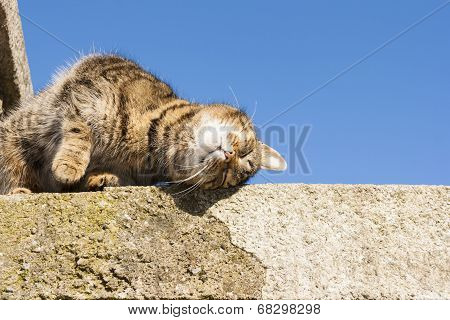 Beautiful Cat