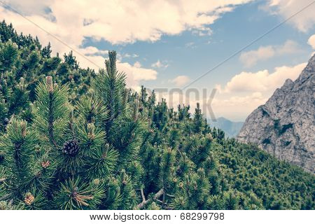 Slope Covered With Pine Trees