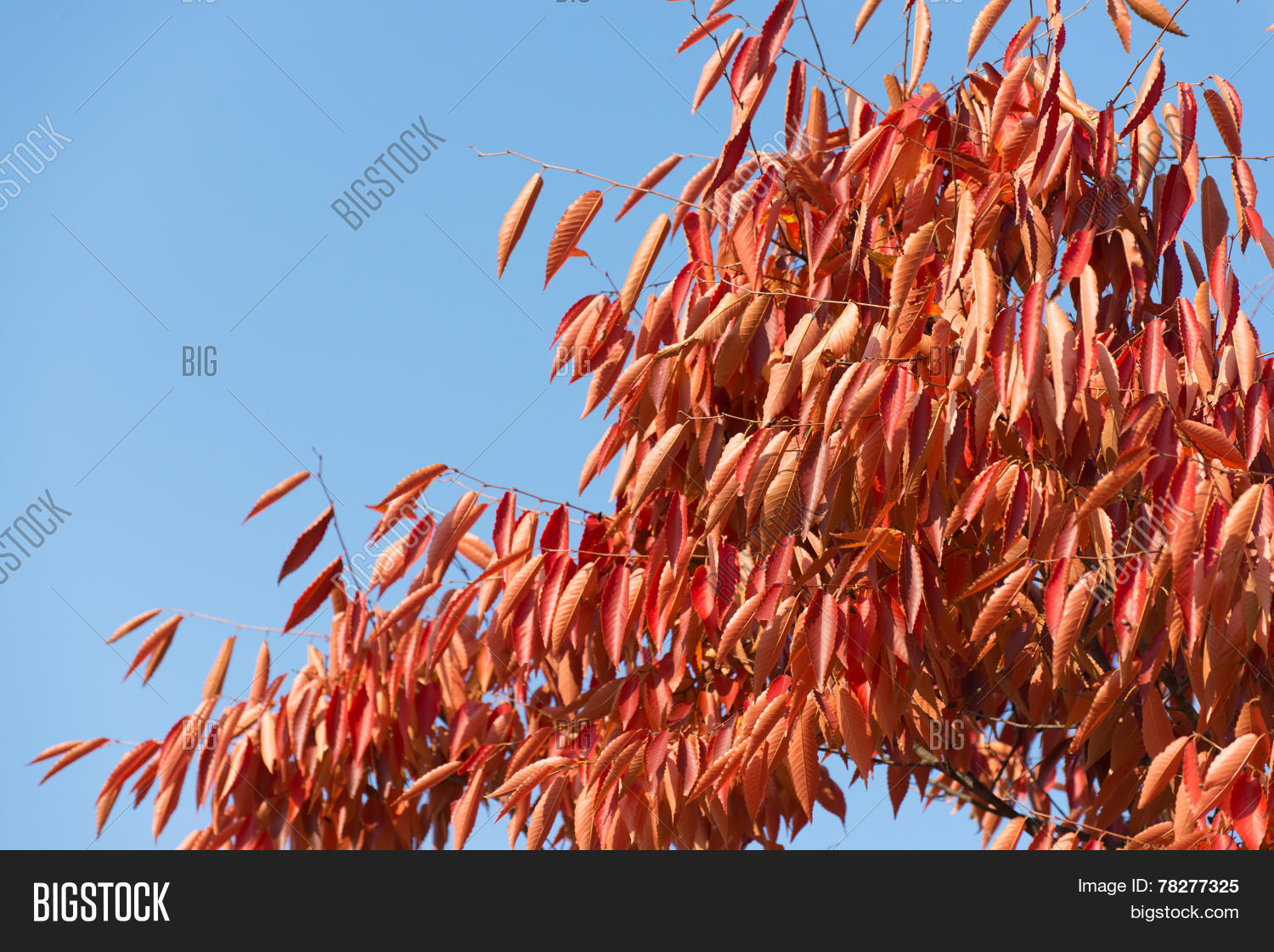 Red Leaves Zelkova Image & Photo (Free Trial) Bigstock