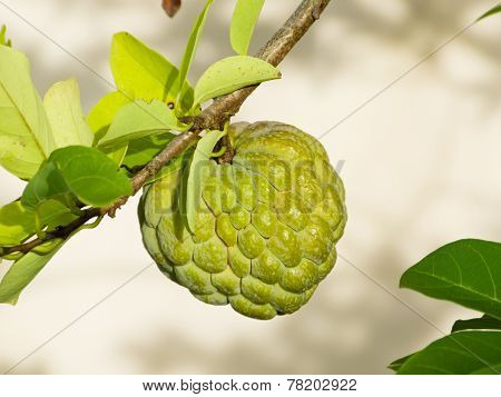 Soursop