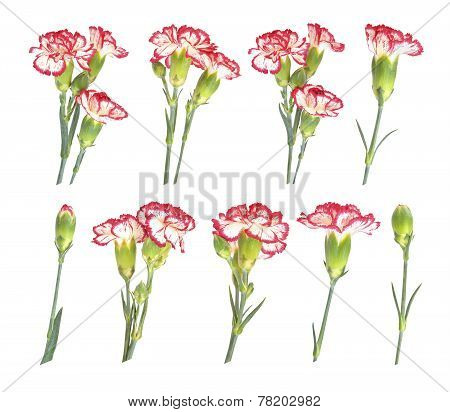 Carnation flowers