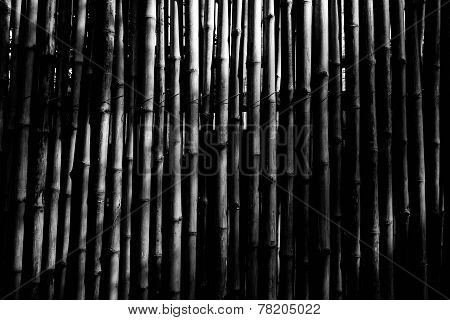 Bamboo Fence