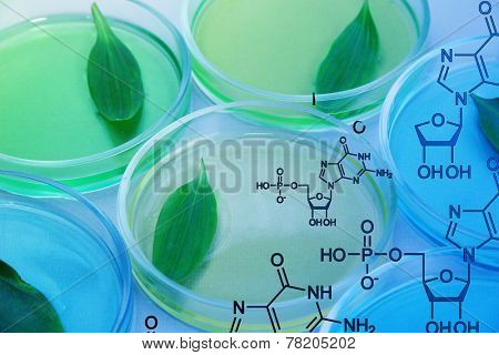 Genetically modified leaves tested in petri dishes, close-up
