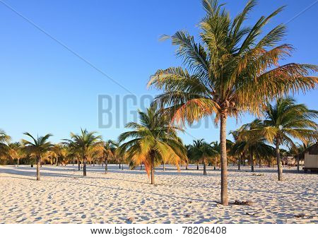 Palm trees on the white sand. Playa Sirena. Cayo Largo. Cuba.