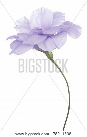 Eustoma