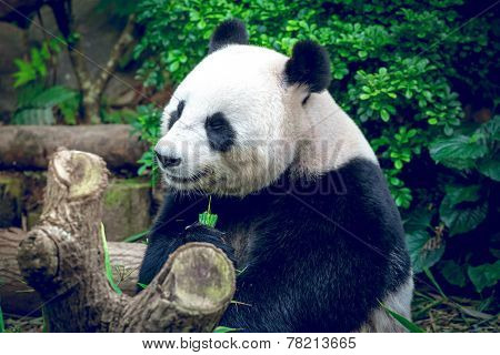 Hungry giant panda bear eating bamboo
