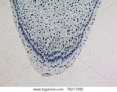Corn Root Tip Micrograph