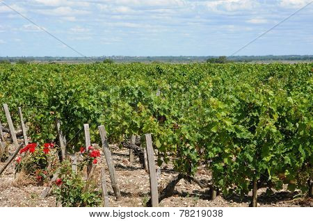 Vineyard Of Saint Julien Beychevelle