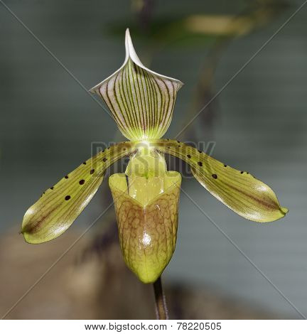 Bald Paphiopedilum Orchid