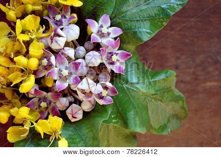 Purple Flowers