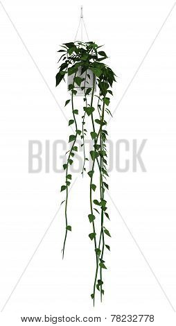 Brazilian Jasmine On White