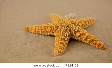 มีปลาดาว