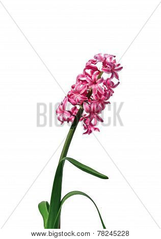 Flower Of Pink Hyacinth Isolated
