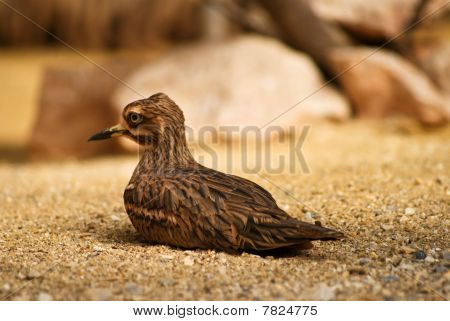 Oiseau sur le désert