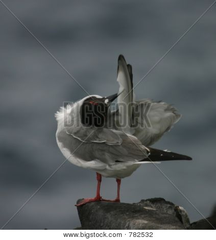 鳥洗濯翼