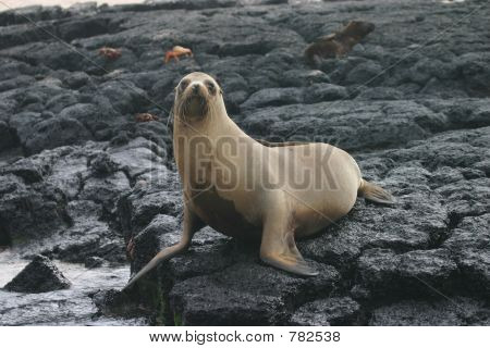 ガラパゴス海のライオン