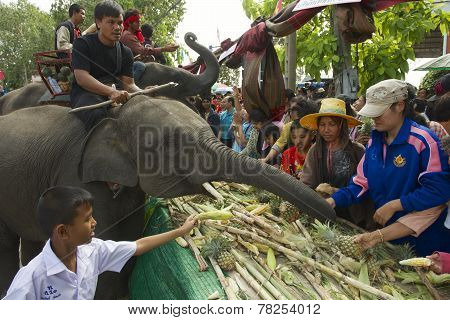 People feed baby elephant at Elephant Buffet in Surin, Thailand.