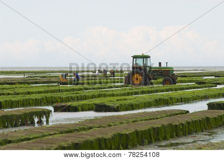 Farmers work at oyster farm at low tide in Grandcamp-Maisy, France.