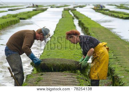 Farmers work at oyster farm at low tide in Grandcamp-Maisy, France.