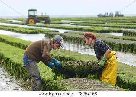 Farmers work at oyster farm at low tide in Grandcamp-Maisy, France.