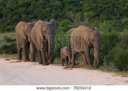 Elephants