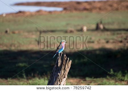 Coloured Bird