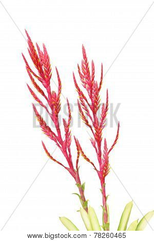 Heliconia Flowers