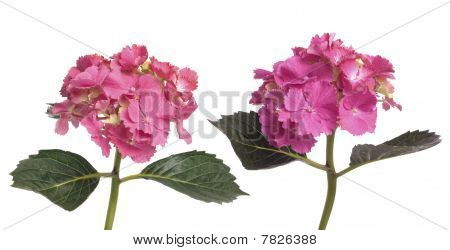Ortanca ortanca (macrophylla Normalis)