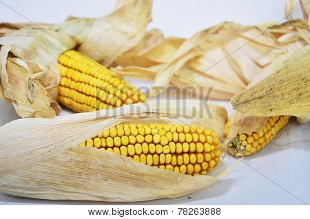 Background with corn